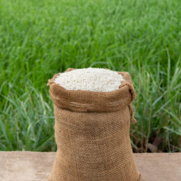 Jasmine Rice in burlap sack on wooden table with the rice field background